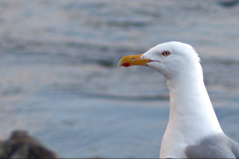 European Herring Gull
